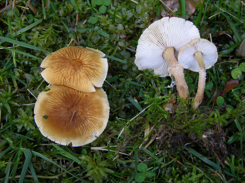 Cystoderma amianthinum fo. rugosoreticulatum